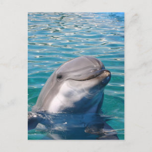 Dolphin Smile Vykort