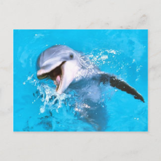 Dolphin Smiling 2 Vykort