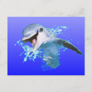 Dolphin Smiling Vykort