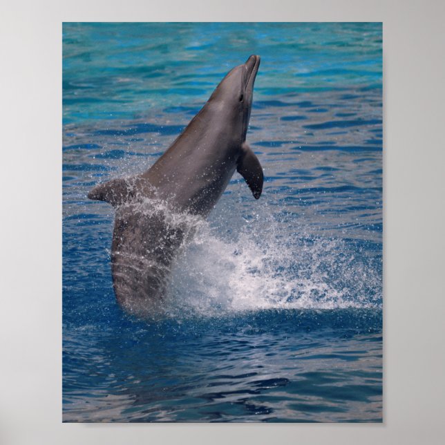 Dolphin som står utanför vatten poster (Framsidan)