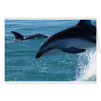 Dolphin Stänk Destiny Beach Ocean Natature Hälsningskort
