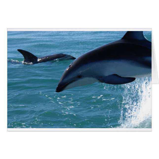 Dolphin Stänk Destiny Beach Ocean Natature Hälsningskort (Framsidan Horizontal)