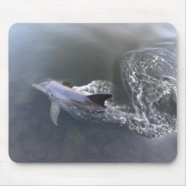 Dolphin Swimming Musmatta