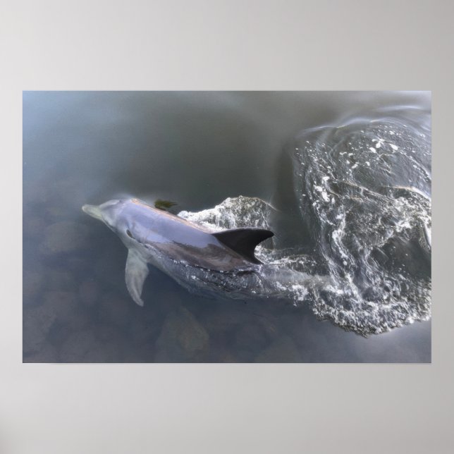 Dolphin Swimming Poster (Framsidan)