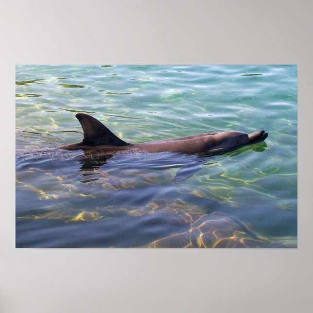 Dolphin Swimming Poster (Framsidan)