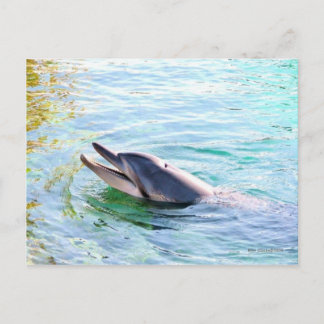 Dolphin Swimming Vykort