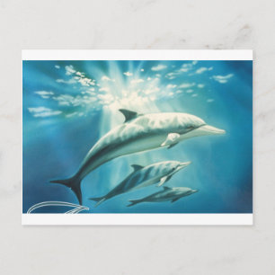 Dolphin Trio Vykort