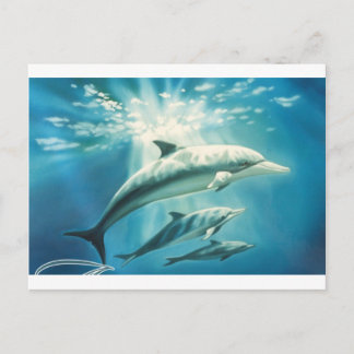 Dolphin Trio Vykort