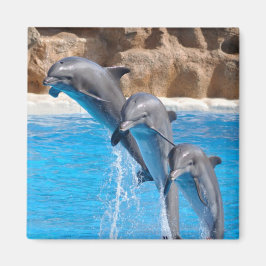 Dolphin Vatten Beach Tropical Paradise Island Fish Magnet