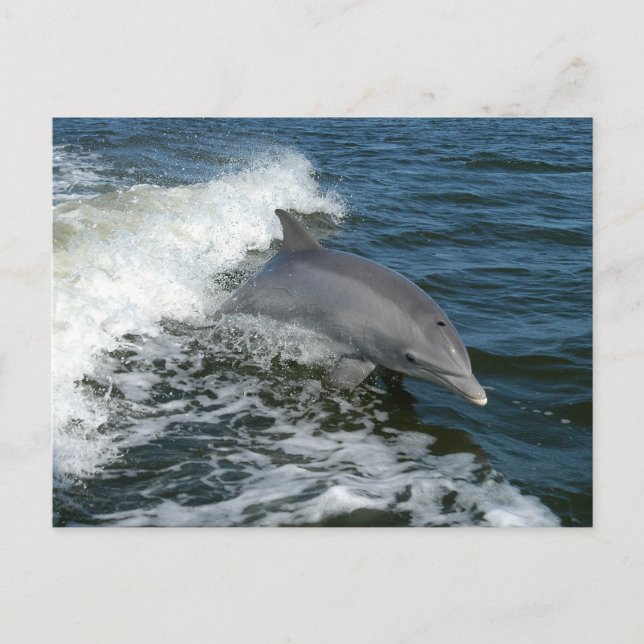 Dolphin Vykort (Framsida)