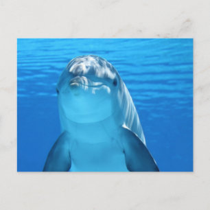Dolphin Vykort