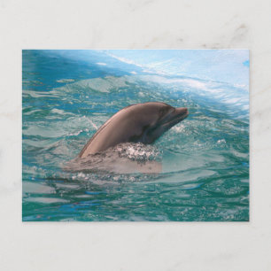 Dolphin Vykort