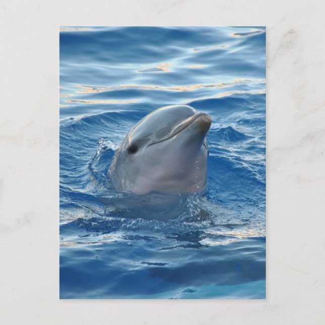 Dolphin Vykort (Framsida)