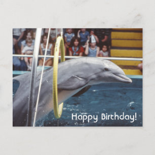 Dolphin Vykort