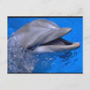 Dolphin Vykort