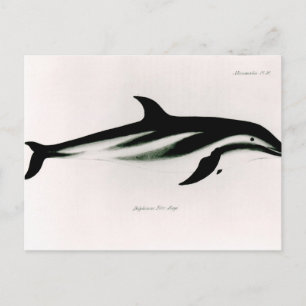 Dolphin Vykort