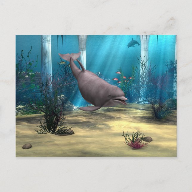 Dolphin Vykort (Framsida)