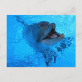 Dolphin-vykort Vykort