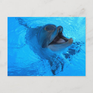 Dolphin-vykort Vykort
