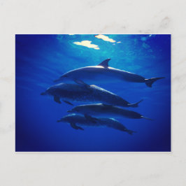 Dolphin-vykort Vykort