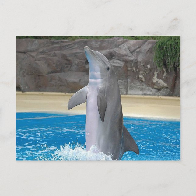 Dolphin-vykort Vykort (Framsida)