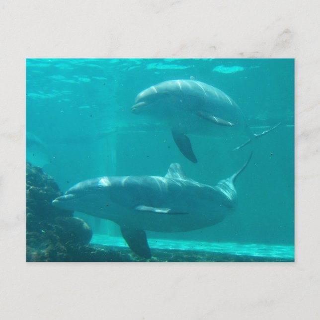 Dolphin-vykort Vykort (Framsida)