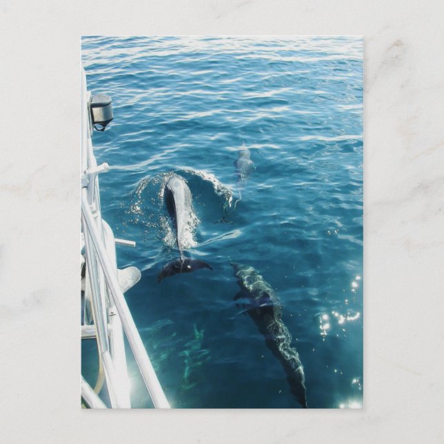 Dolphins Bowriding Vykort (Framsida)