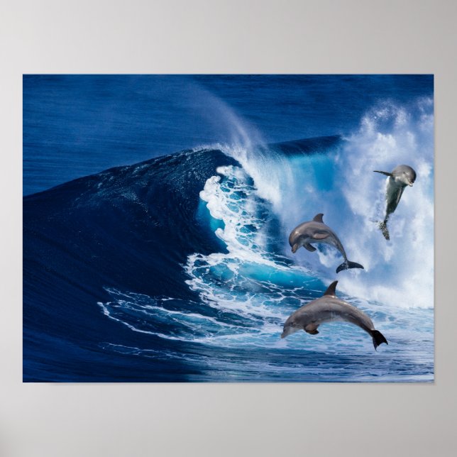 Dolphins Dance Poster (Framsidan)