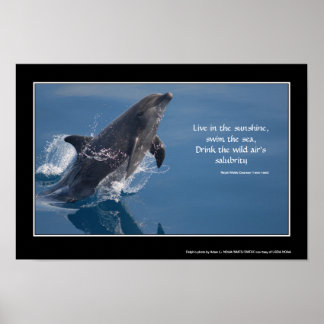 Dolphins inspirationerande poster