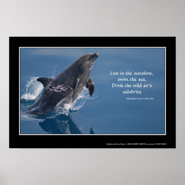 Dolphins inspirationerande poster (Framsidan)