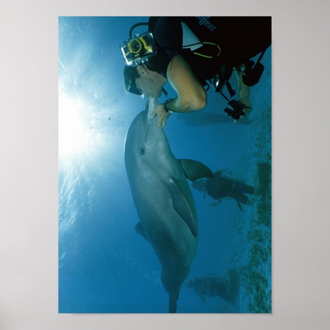 Dolphins Kiss Poster (Framsidan)