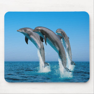 Dolphins Mouse Pad Musmatta