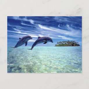 Dolphins paradis vykort