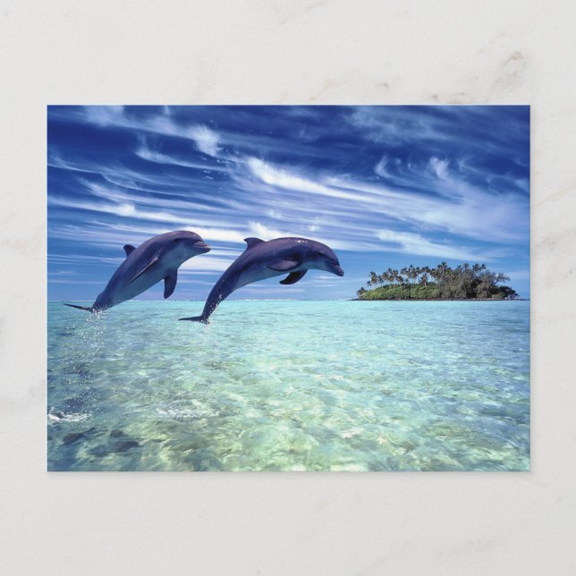 Dolphins paradis vykort (Framsida)