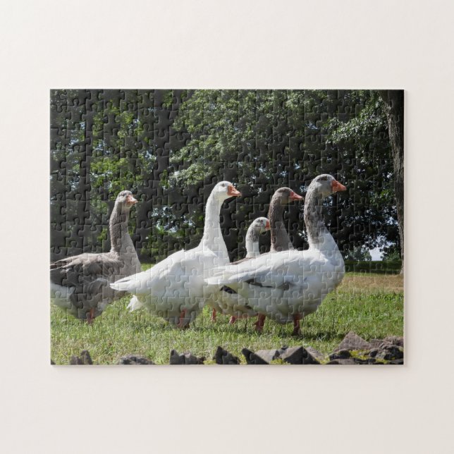 Domestic Geese Pussel (Horisontell)