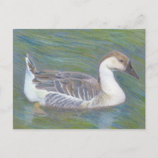 Domestic Goose Fine Art Animal Postcard Vykort