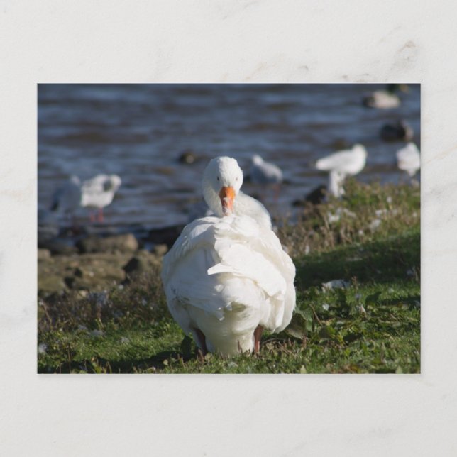 Domestic Goose preening Postcard Vykort (Framsida)