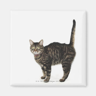 Domestic hane tabby katt står magnet