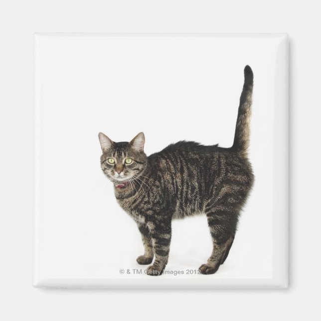 Domestic hane tabby katt står magnet (Framsidan)