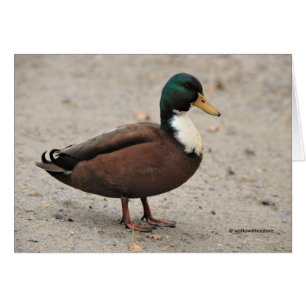 Domestic Mallard Duclair Bibbed Odd Anka Hälsningskort