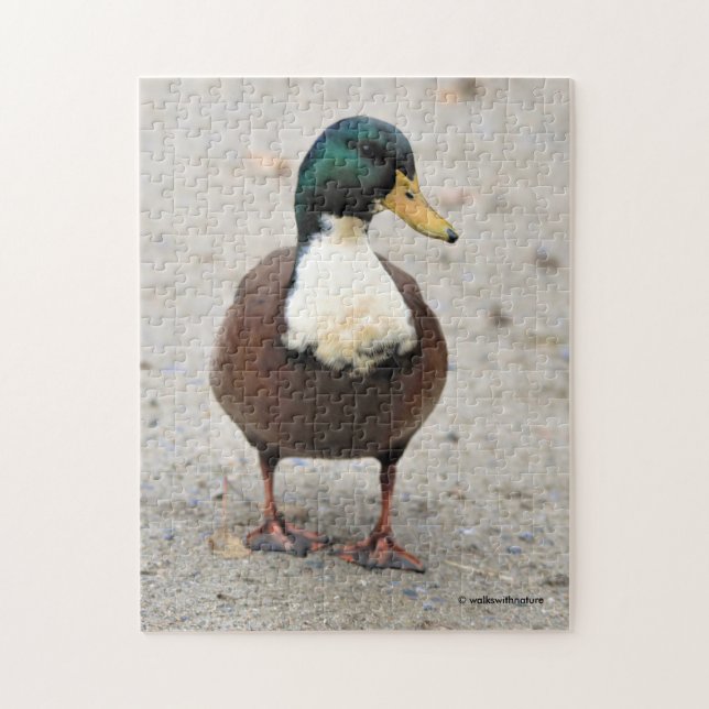 Domestic Mallard Duclair Bibbed Odd Anka Pussel (Vertikal)