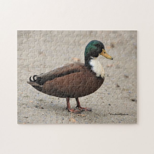 Domestic Mallard Duclair Bibbed Odd Anka Pussel (Horisontell)