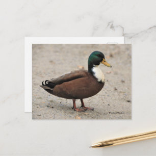 Domestic Mallard Duclair Bibbed Odd Anka Vykort
