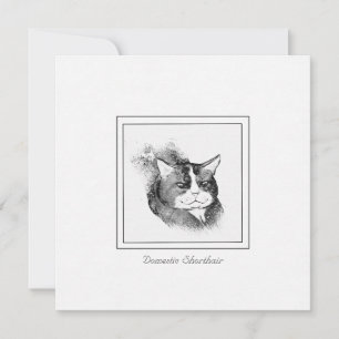 Domestic Shorthair Cat Chalk & Charcol Sketch Anteckningskort
