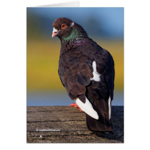 Domestic Sten Pigeon (Mörk Morph) Hälsningskort