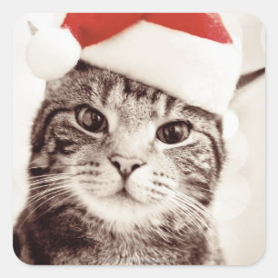 Domestic tabby katt med röd julhatt fyrkantigt klistermärke