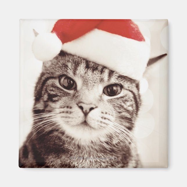 Domestic tabby katt med röd julhatt magnet (Framsidan)