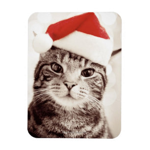 Domestic tabby katt med röd julhatt magnet
