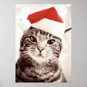 Domestic tabby katt med röd julhatt poster