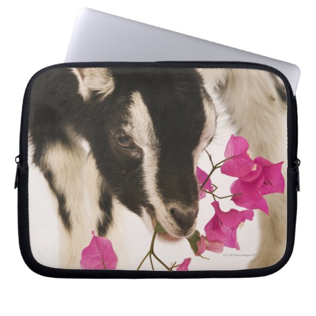 Domesticerad brittisk Alpine-get (killing). Svart Laptop Fodral (Framsidan)